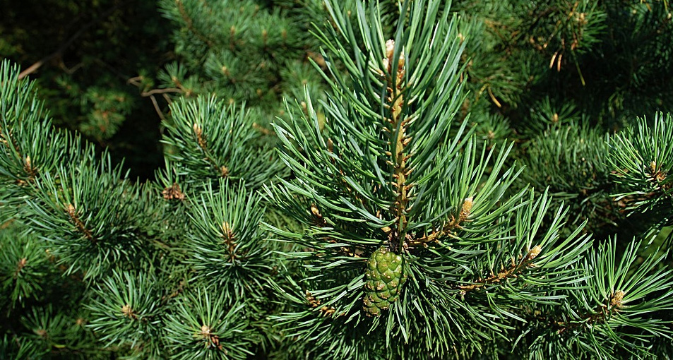pine needles in a content audit