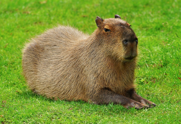 this capybara is so happy about using jsp in xml sitemaps