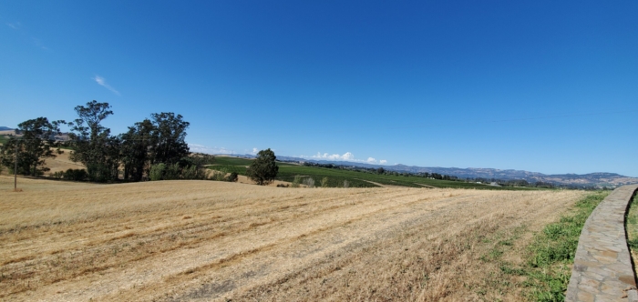 A view of the fields from Bouchaine vineyards.