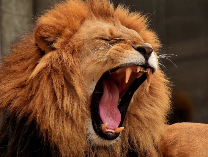 A lion opening its mouth, but you can't understand what it's saying.